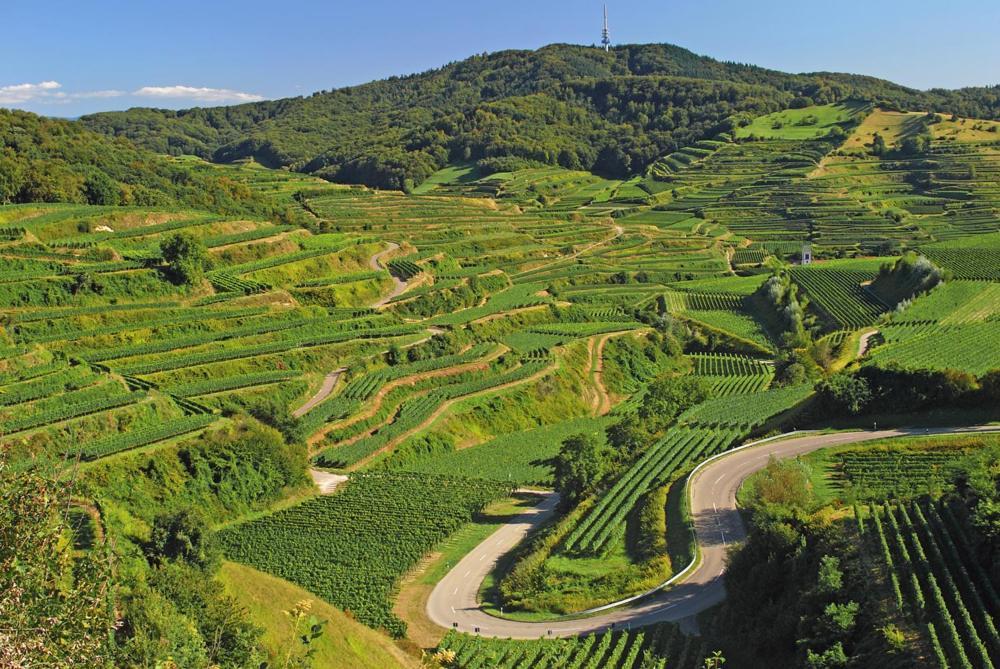 Ferienwohnung Birkental Ebringen エクステリア 写真